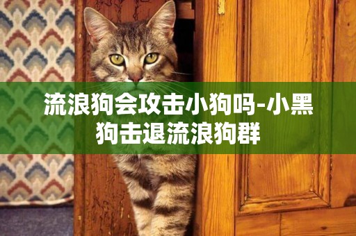流浪狗會攻擊小狗嗎-小黑狗擊退流浪狗群