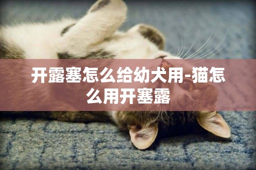 開露塞怎么給幼犬用-貓怎么用開塞露