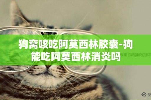 狗窩咳吃阿莫西林膠囊-狗能吃阿莫西林消炎嗎
