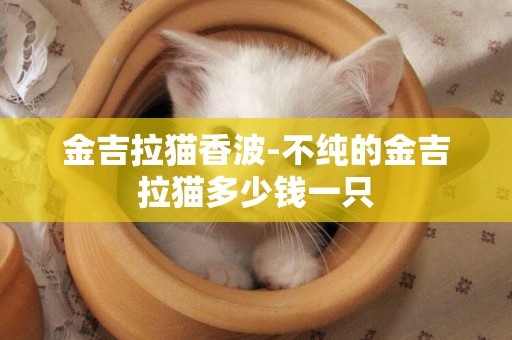 金吉拉貓香波-不純的金吉拉貓多少錢一只