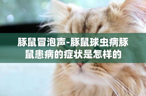 豚鼠冒泡聲-豚鼠球蟲病豚鼠患病的癥狀是怎樣的