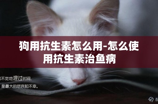 狗用抗生素怎么用-怎么使用抗生素治魚病