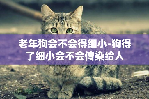 老年狗會不會得細小-狗得了細小會不會傳染給人
