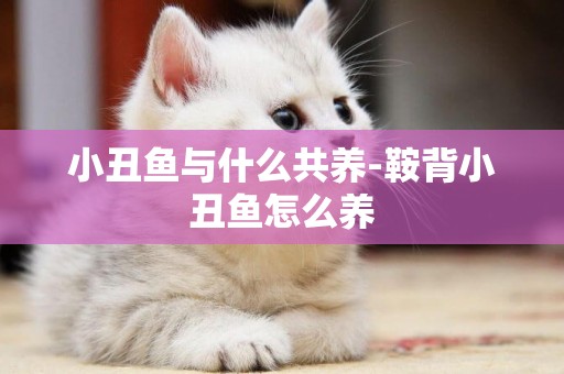 小丑魚與什么共養-鞍背小丑魚怎么養