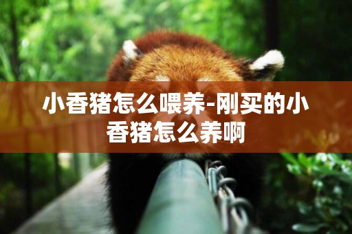 小香豬怎么喂養-剛買的小香豬怎么養啊