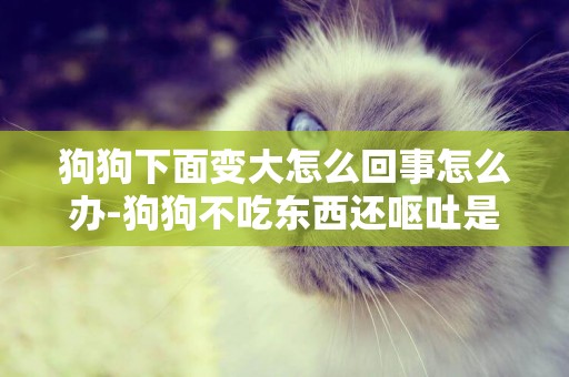 狗狗下面變大怎么回事怎么辦-狗狗不吃東西還嘔吐是怎么回事