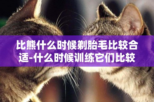 比熊什么時候剃胎毛比較合適-什么時候訓練它們比較合適呢