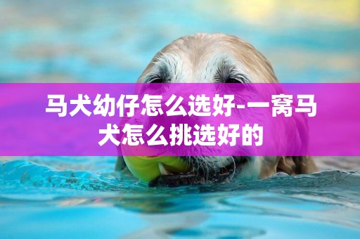 馬犬幼仔怎么選好-一窩馬犬怎么挑選好的