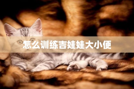 怎么訓練吉娃娃大小便