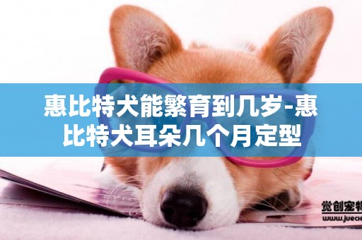 惠比特犬能繁育到幾歲-惠比特犬耳朵幾個月定型