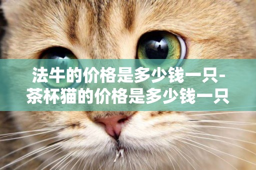 法牛的價格是多少錢一只-茶杯貓的價格是多少錢一只