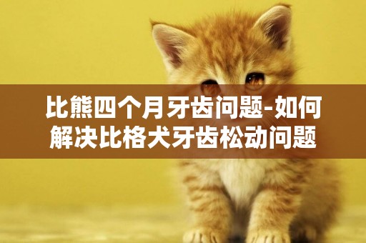 比熊四個月牙齒問題-如何解決比格犬牙齒松動問題