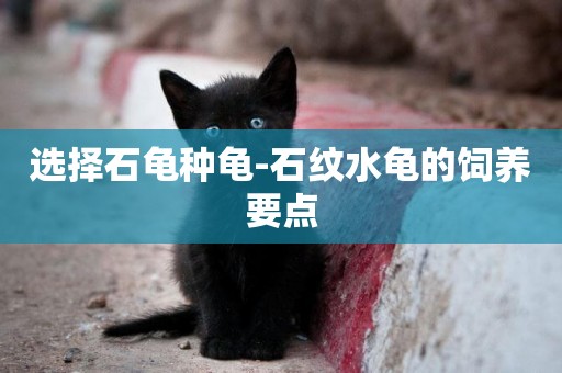 選擇石龜種龜-石紋水龜的飼養要點