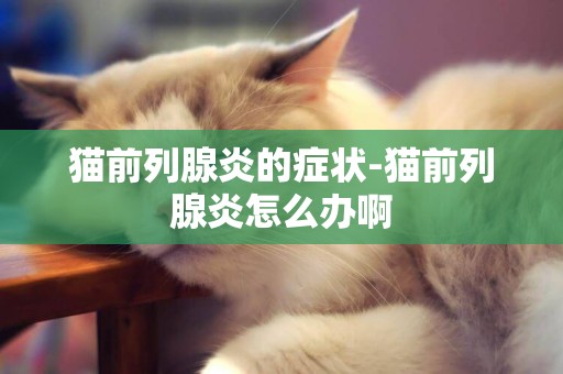 貓前列腺炎的癥狀-貓前列腺炎怎么辦啊