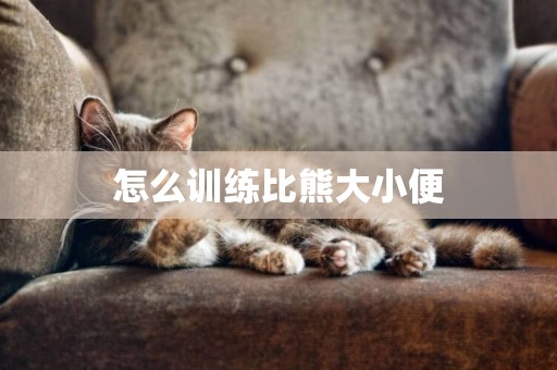 怎么訓練比熊大小便