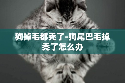 狗掉毛都禿了-狗尾巴毛掉禿了怎么辦