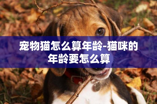 寵物貓怎么算年齡-貓咪的年齡要怎么算