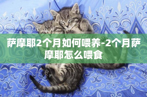 薩摩耶2個月如何喂養-2個月薩摩耶怎么喂食