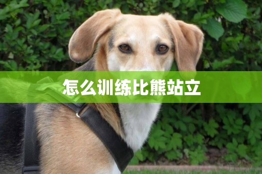 怎么訓練比熊站立