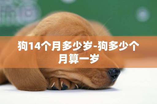 狗14個月多少歲-狗多少個月算一歲