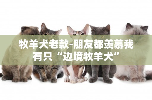 牧羊犬老款-朋友都羨慕我有只“邊境牧羊犬”