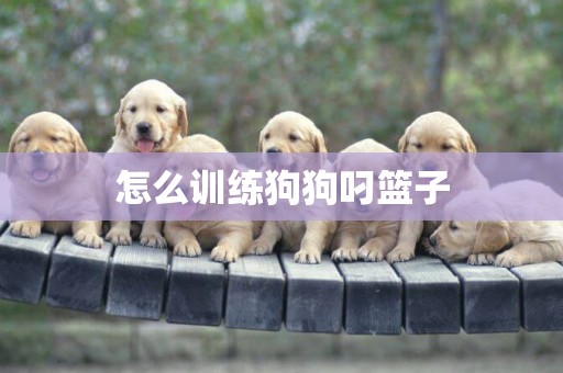怎么訓練狗狗叼籃子