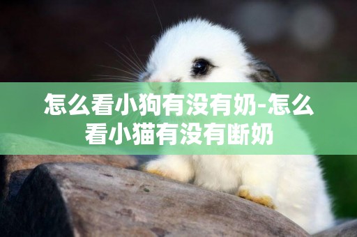 怎么看小狗有沒有奶-怎么看小貓有沒有斷奶