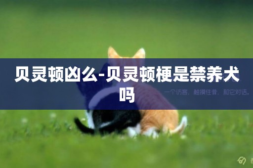 貝靈頓兇么-貝靈頓梗是禁養犬嗎