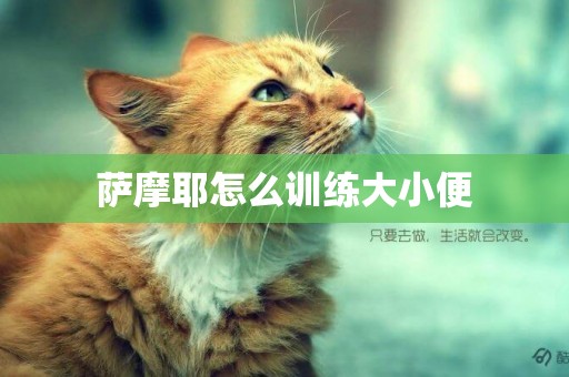 薩摩耶怎么訓練大小便