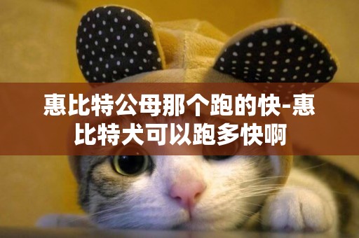 惠比特公母那個跑的快-惠比特犬可以跑多快啊