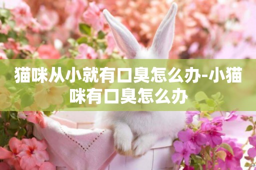 貓咪從小就有口臭怎么辦-小貓咪有口臭怎么辦