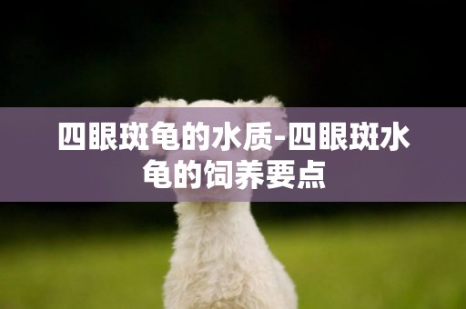 四眼斑龜的水質-四眼斑水龜的飼養要點