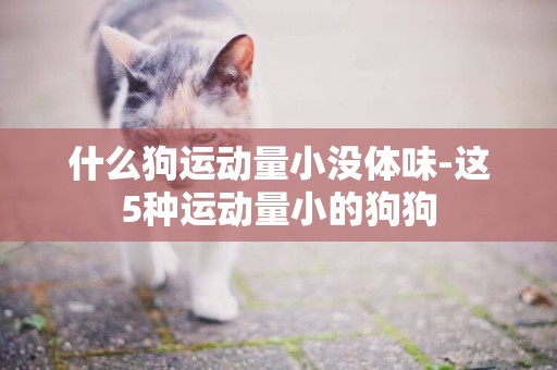 什么狗運動量小沒體味-這5種運動量小的狗狗