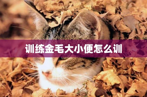 訓練金毛大小便怎么訓