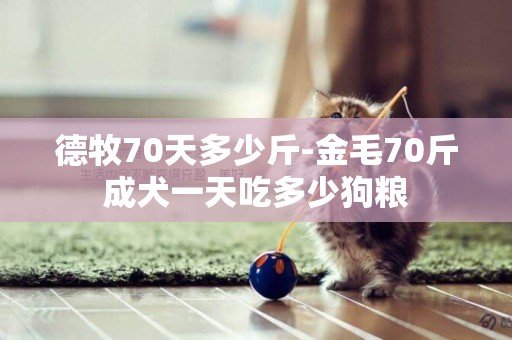德牧70天多少斤-金毛70斤成犬一天吃多少狗糧