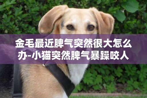 金毛最近脾氣突然很大怎么辦-小貓突然脾氣暴躁咬人怎么辦