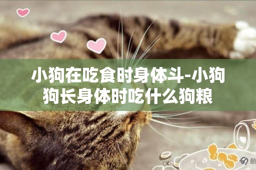 小狗在吃食時身體斗-小狗狗長身體時吃什么狗糧