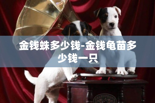 金錢蛛多少錢-金錢龜苗多少錢一只
