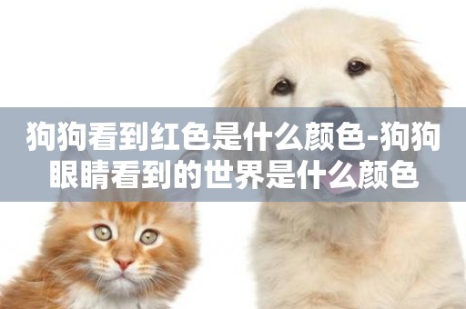 狗狗看到紅色是什么顏色-狗狗眼睛看到的世界是什么顏色