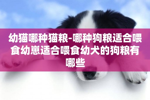 幼貓哪種貓糧-哪種狗糧適合喂食幼崽適合喂食幼犬的狗糧有哪些