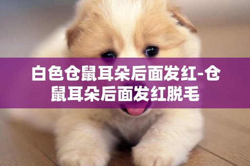 白色倉鼠耳朵后面發紅-倉鼠耳朵后面發紅脫毛