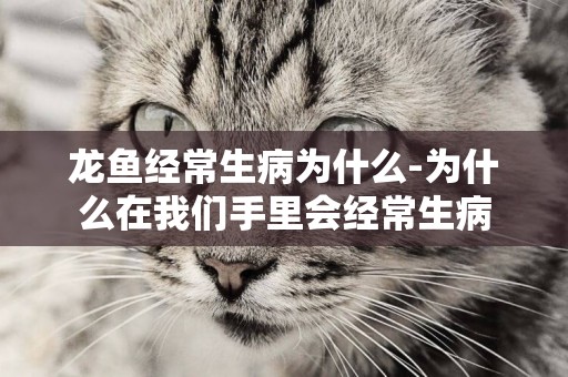 龍魚經常生病為什么-為什么在我們手里會經常生病