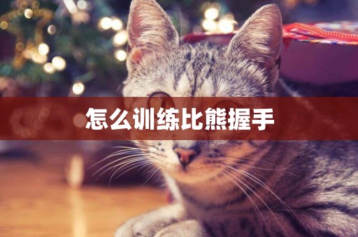 怎么訓練比熊握手