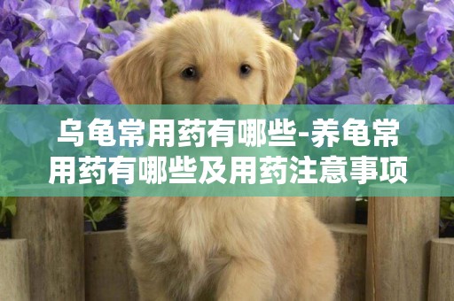 烏龜常用藥有哪些-養龜常用藥有哪些及用藥注意事項