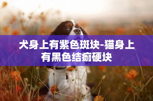 犬身上有紫色斑塊-貓身上有黑色結痂硬塊