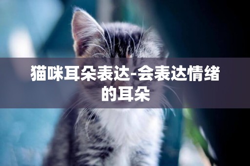 貓咪耳朵表達-會表達情緒的耳朵