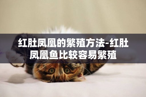 紅肚鳳凰的繁殖方法-紅肚鳳凰魚比較容易繁殖