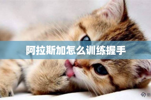 阿拉斯加怎么訓練握手