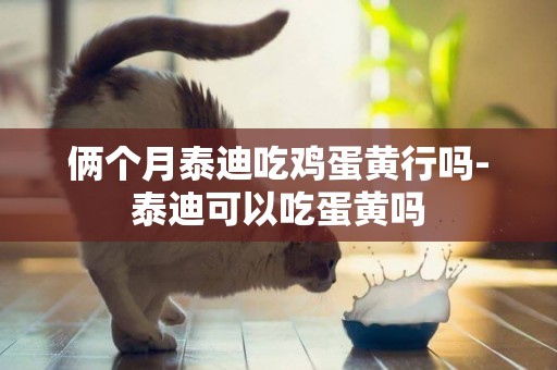 倆個月泰迪吃雞蛋黃行嗎-泰迪可以吃蛋黃嗎