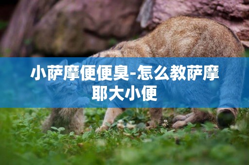 小薩摩便便臭-怎么教薩摩耶大小便